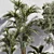 Botanical Paradise Indoor Plant Set 3D model small image 4