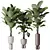 Exotic Licuala Grandis Palm Set 3D model small image 1