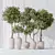 Artificial Olivo Olea Tree Set 3D model small image 2