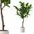 Modern Ficus Lyrata in Pot 3D model small image 1