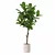 Modern Ficus Lyrata in Pot 3D model small image 3