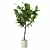 Modern Ficus Lyrata in Pot 3D model small image 4