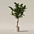 Modern Ficus Lyrata in Pot 3D model small image 6