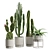 Exotic Indoor Plants Collection 63 3D model small image 1