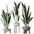 Durable Aspidistra Elatior Indoor Plant 3D model small image 1