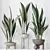 Durable Aspidistra Elatior Indoor Plant 3D model small image 4