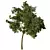 Sycamore Tree Models Pack 3D model small image 2