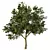 Sycamore Tree Models Pack 3D model small image 3