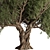 Alluring Olive Tree Set 3D 3D model small image 2