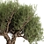 Alluring Olive Tree Set 3D 3D model small image 3