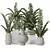 Zamioculcas Zamiifolia 3D Plant Bundle 3D model small image 1