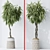 Variety of Huge Ficus Models 3D model small image 6