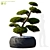 Yew Berry Niwaki in Planter 3D model small image 1