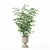 Modern Bamboo Plant in Pot 3D model small image 3