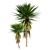 Low-Volume Yucca Palm Asset 3D model small image 4