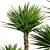 Low-Volume Yucca Palm Asset 3D model small image 6