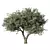 Majestic Olive Tree Sculpture 3D model small image 1