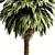 Tropical Palm Tree 3D Model 3D model small image 2