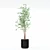 Modern Ficus Benjamina in Pot 3D model small image 2