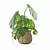 3D Monstera Plant Collection 170 3D model small image 5