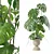 Monstera Plants Collection 3D Model 3D model small image 1