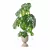 Monstera Plants Collection 3D Model 3D model small image 2