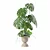 Monstera Plants Collection 3D Model 3D model small image 3