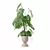 Monstera Plants Collection 3D Model 3D model small image 5