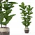 Lush Ficus Lyrata Plant	Collection 3D model small image 1