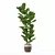 Lush Ficus Lyrata Plant	Collection 3D model small image 2