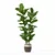 Lush Ficus Lyrata Plant	Collection 3D model small image 4