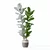 Lush Ficus Lyrata Plant	Collection 3D model small image 5