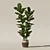 Lush Ficus Lyrata Plant	Collection 3D model small image 7