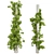 Creeping Ivy Collection Plant Vol562 3D model small image 2