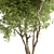 297 Piece Broadleaf Tree Set 3D model small image 2