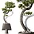 Five-Needle Pine Bonsai 3D Model 3D model small image 1