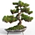 Pine Bonsai with Stone Pot 3D model small image 5