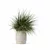 Diverse Grass Plants Collection 3D model small image 2