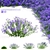 Georgian Aster Flower 3D Models 3D model small image 7