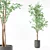 Ficus Benjamina 3D Plant Model 3D model small image 1