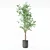 Ficus Benjamina 3D Plant Model 3D model small image 3