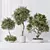 Modern Indoor Plant Variety Set 3D model small image 2