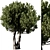 Olive Tree Set14: Detailed 3D Model 3D model small image 1