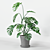 Monster Decorative Plant in Concrete Pot 3D model small image 4