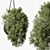 Lush Hanging Indoor Plant 3D model small image 1