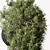 Lush Hanging Indoor Plant 3D model small image 3