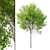  Oregon Ash Tree 3D Model 3D model small image 3