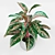 Infinity Aglaonema Plant 3D Model 3D model small image 2