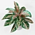 Infinity Aglaonema Plant 3D Model 3D model small image 4