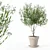 Lush Oleander Plant Collection 3D model small image 1